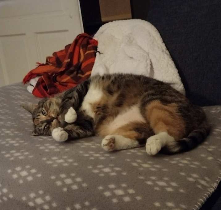 Photo of Mousie