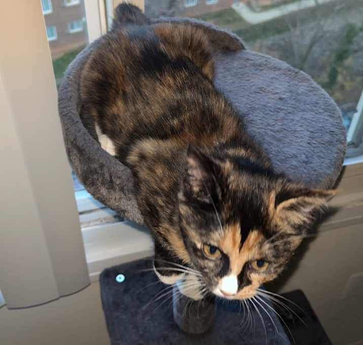 Photo of Mocha
