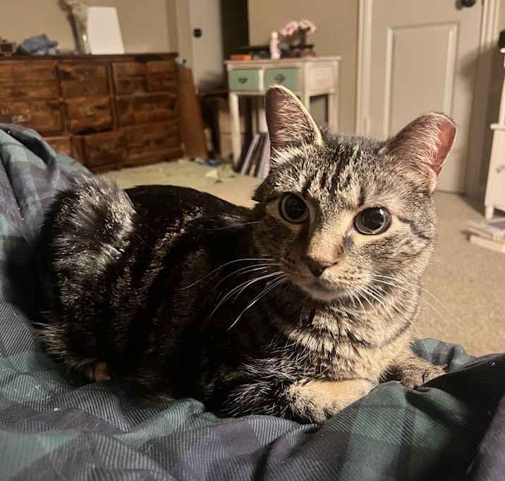 Photo of Petunia