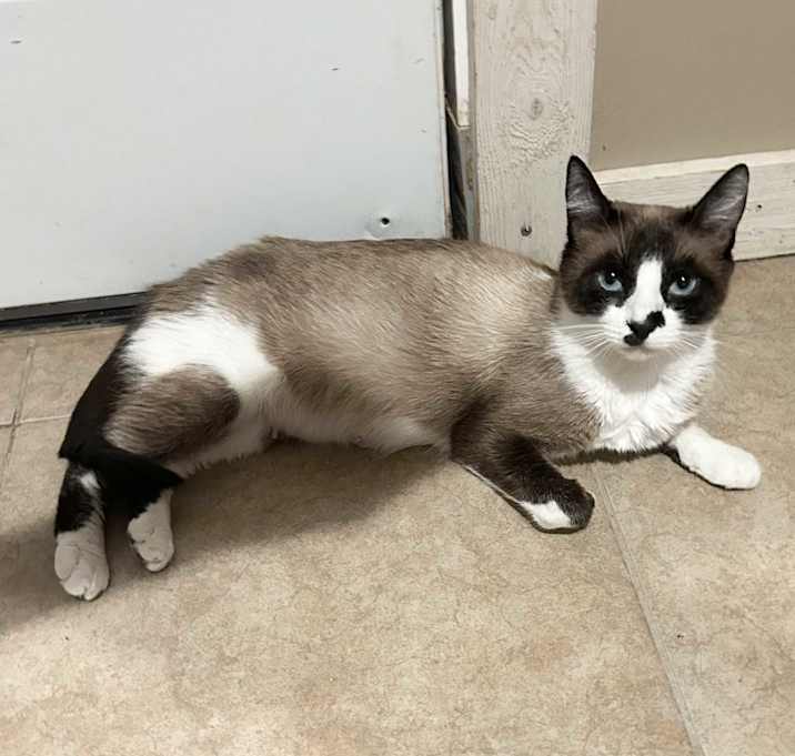 Photo of Snowflake