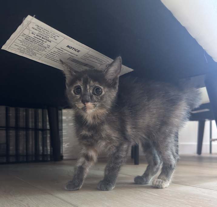 Photo of Nori