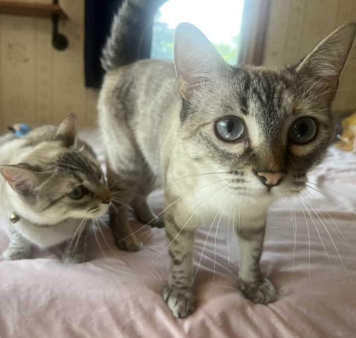 Photo of Sunny & Violet (Bonded Sisters)