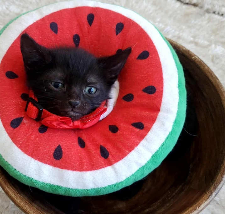 Photo of Ebony