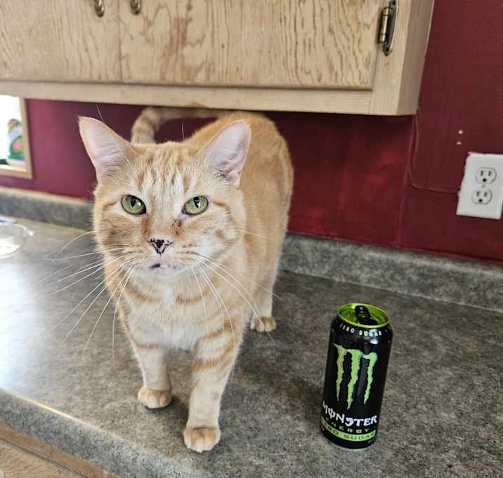 Photo of Pumpkin