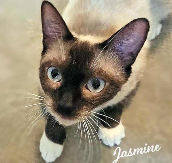 Photo of Jasmine #innocent-coquette