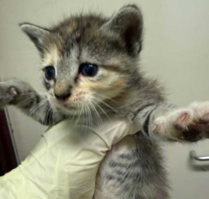 Photo of Kitty