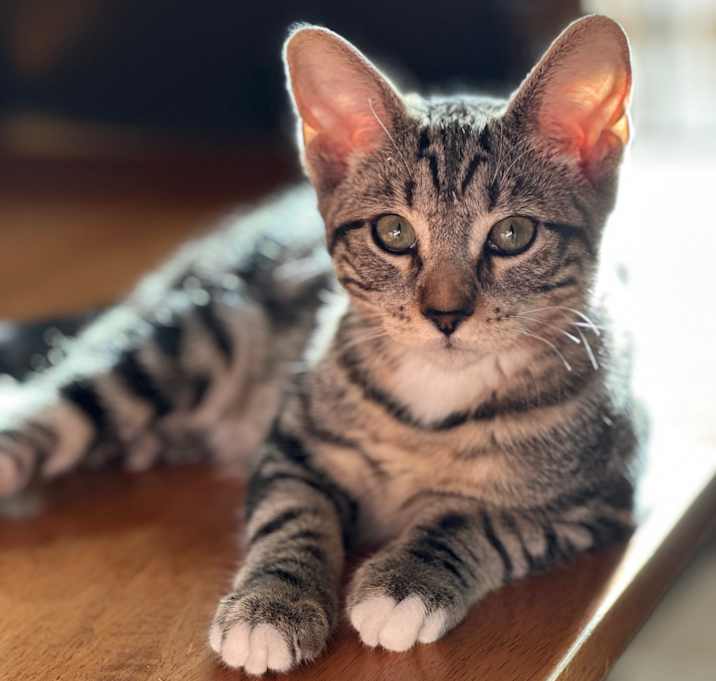 Photo of Ocelli