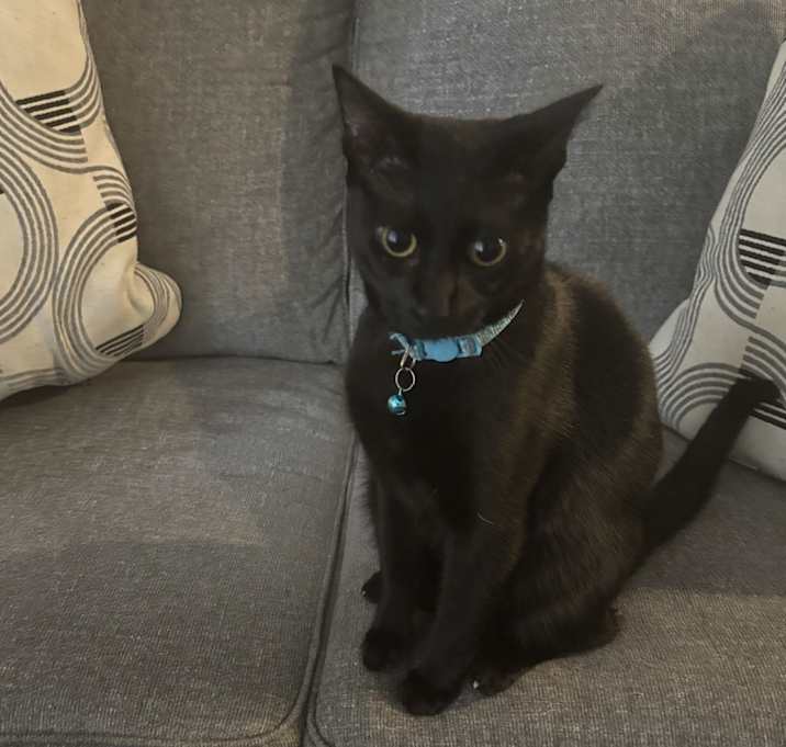 Photo of Felix