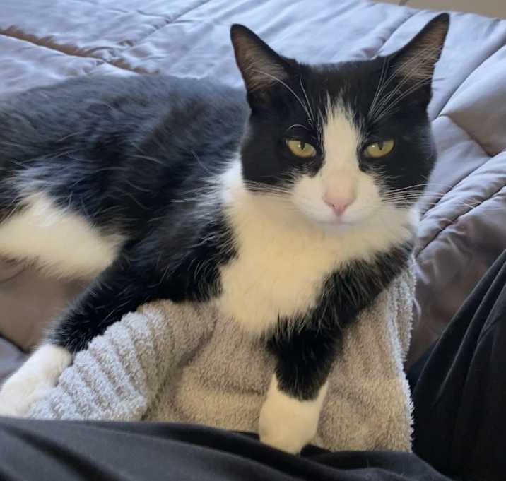Photo of Merlin