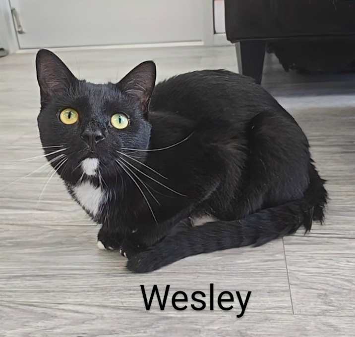 Photo of Wesley