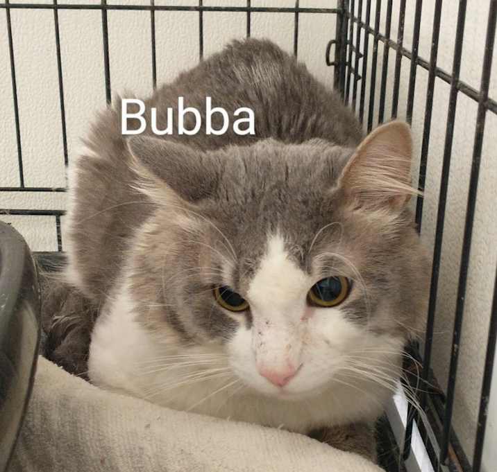 Photo of Bubba