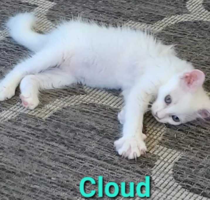 Photo of Cloud