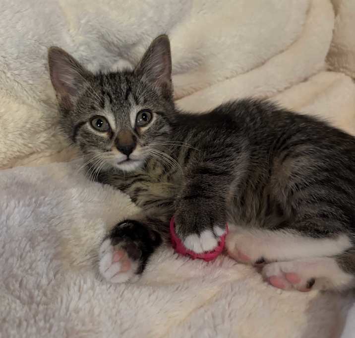 Photo of Poppy