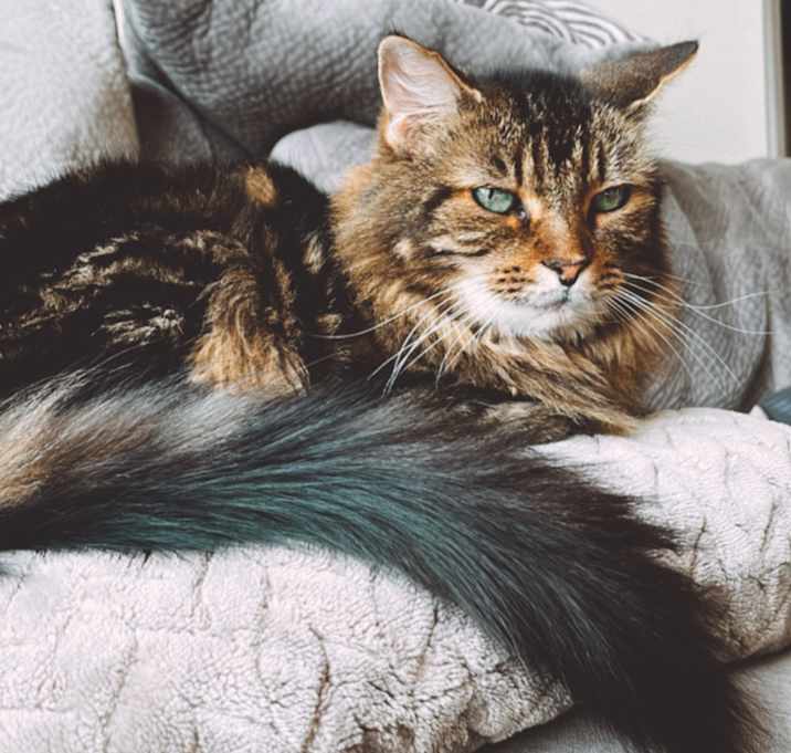 Photo of Leia