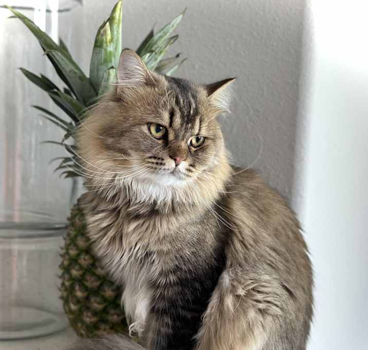 Photo of Chewbacca (Chewie)