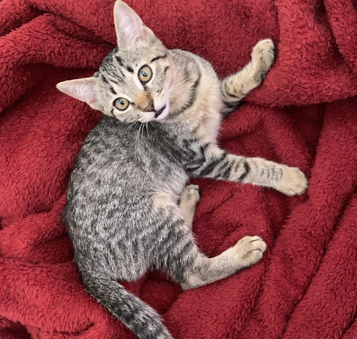 Photo of Kitten 1