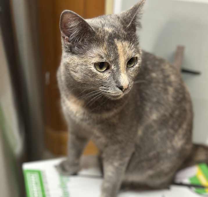Photo of Silvermist