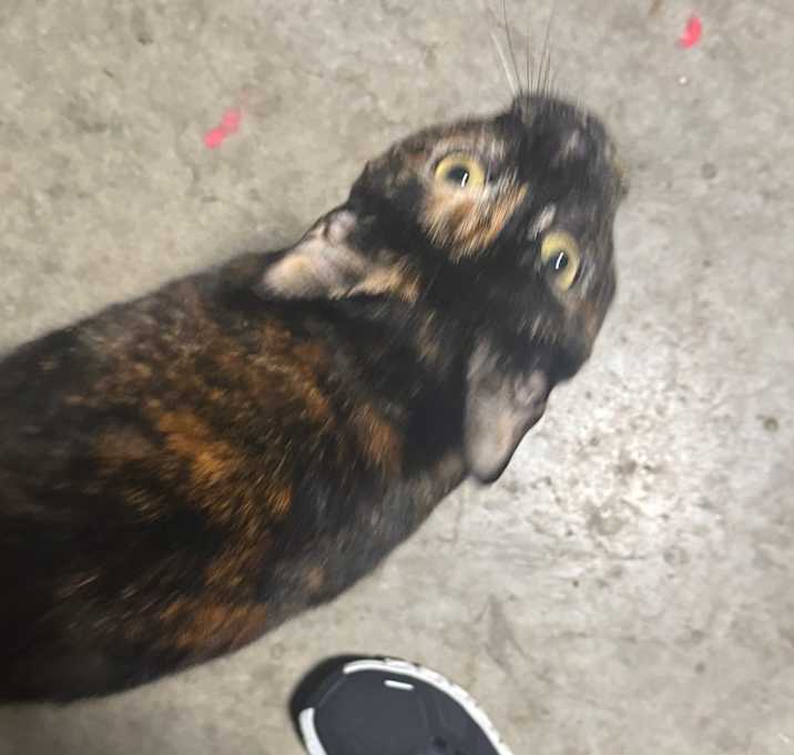 Photo of Pumpkin