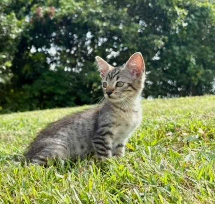 Photo of FURR-Stray-137_2_3_4