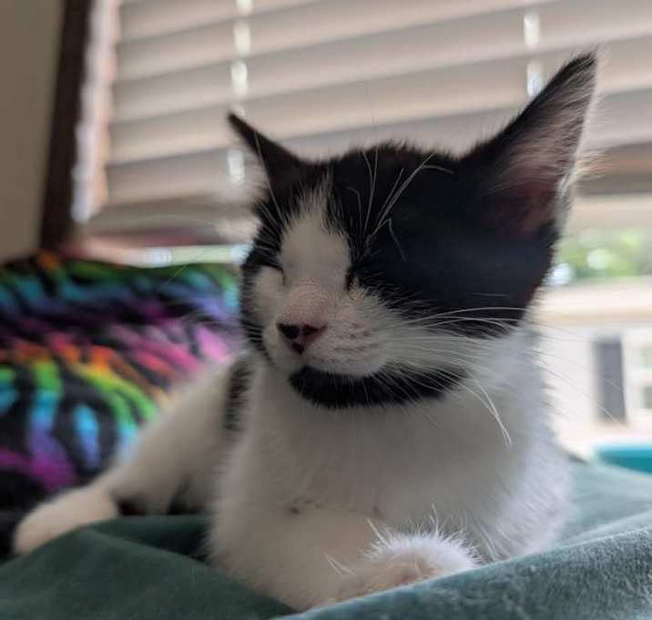 Photo of Bean