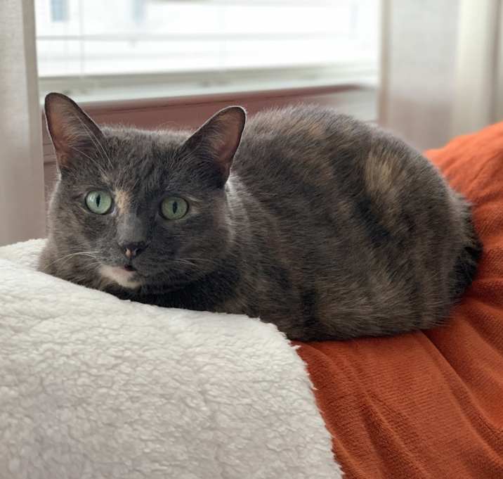 Photo of Phoebe