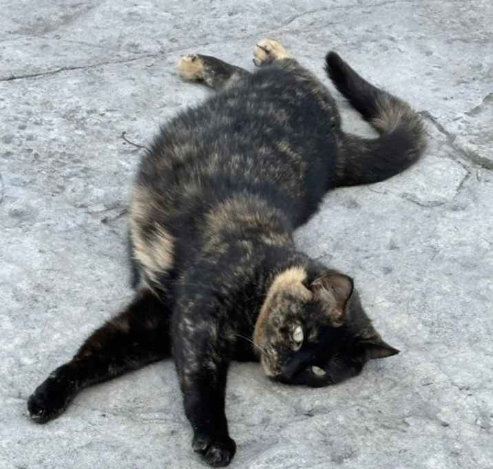 Photo of Kit