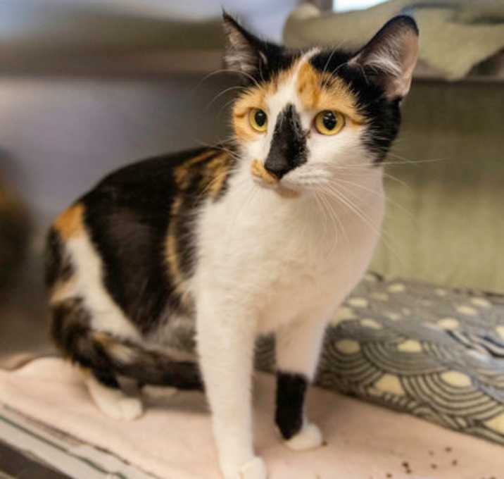 Photo of Clover