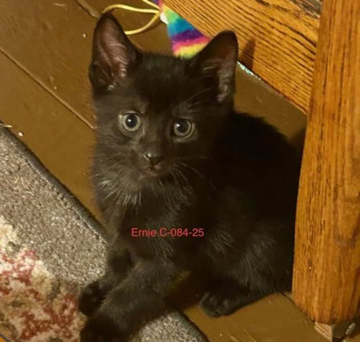 Photo of Foster Ernie