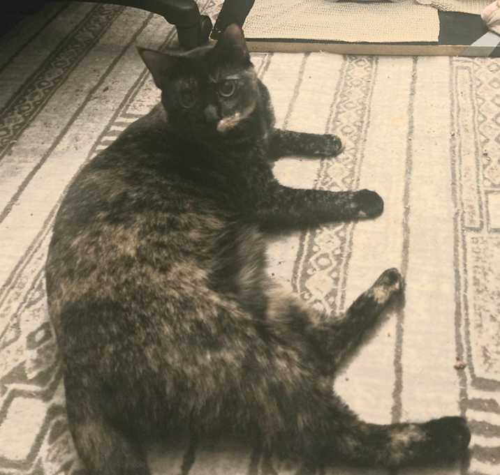 Photo of Piper