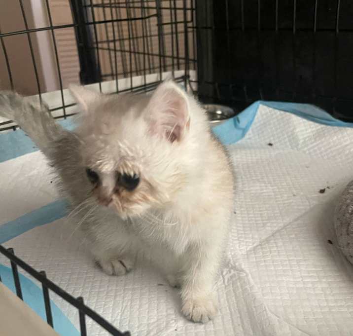 Photo of Persy