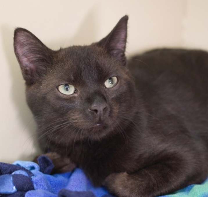 Photo of Coal
