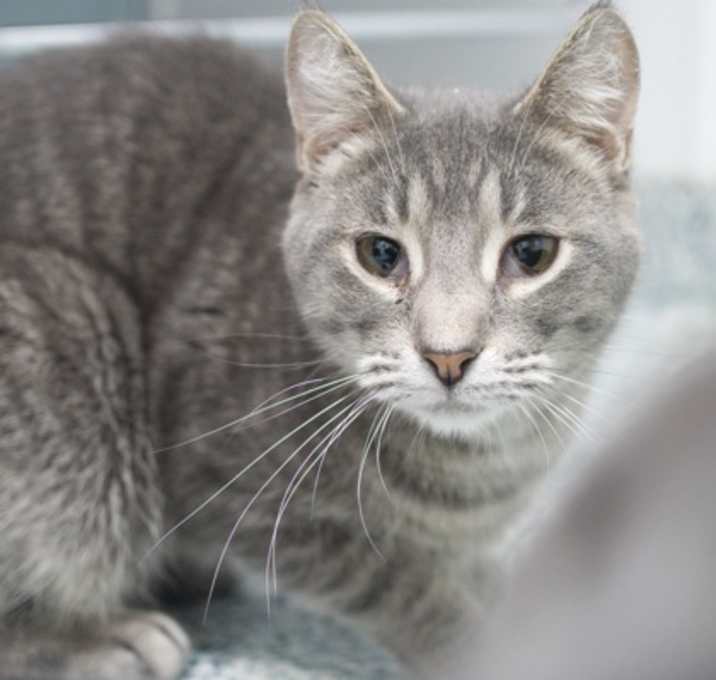 Photo of Arthur (bonded with Frank)