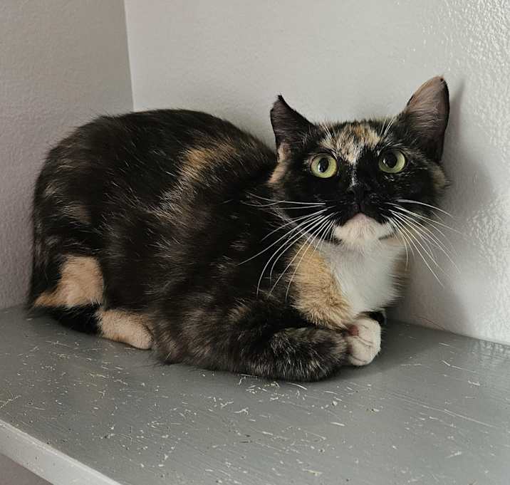 Photo of Penny