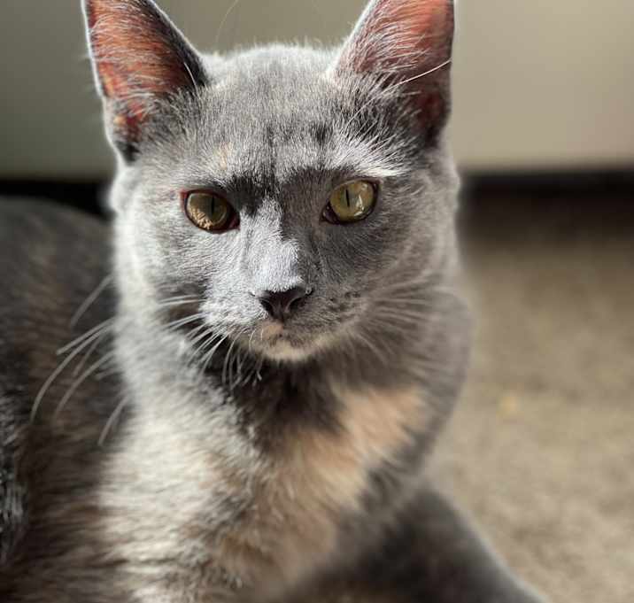Photo of Mochi