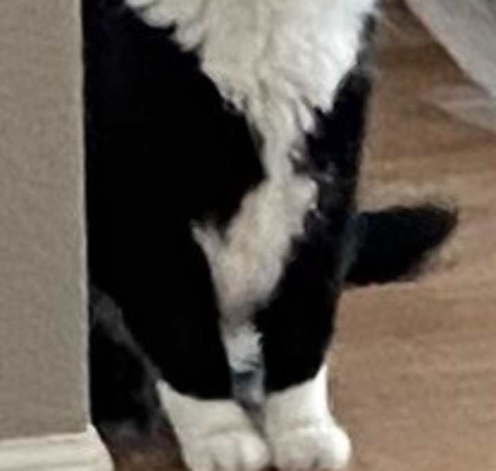 Photo of Cat-he answers to anything. Adopters get to rename