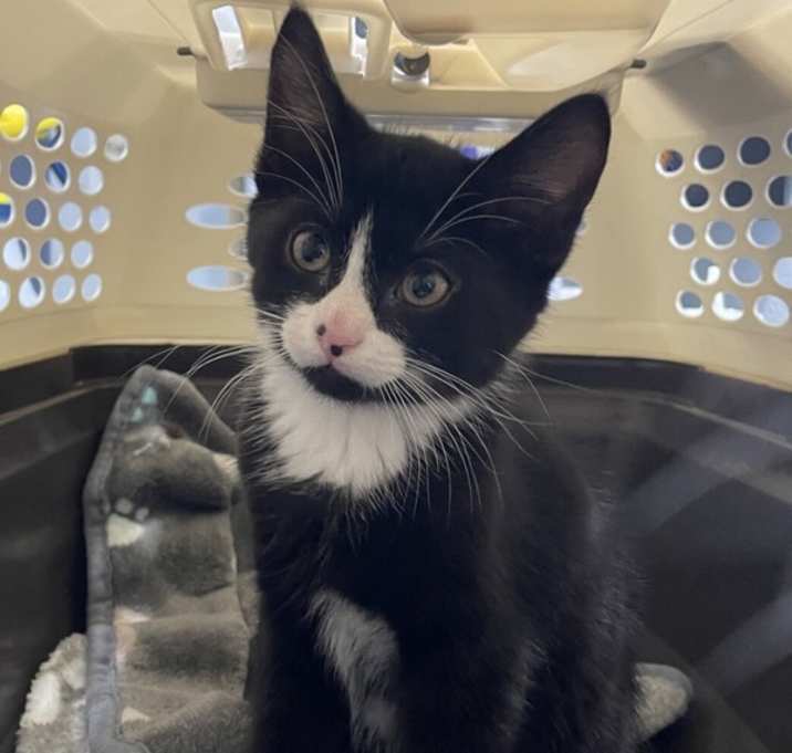 Photo of Domino