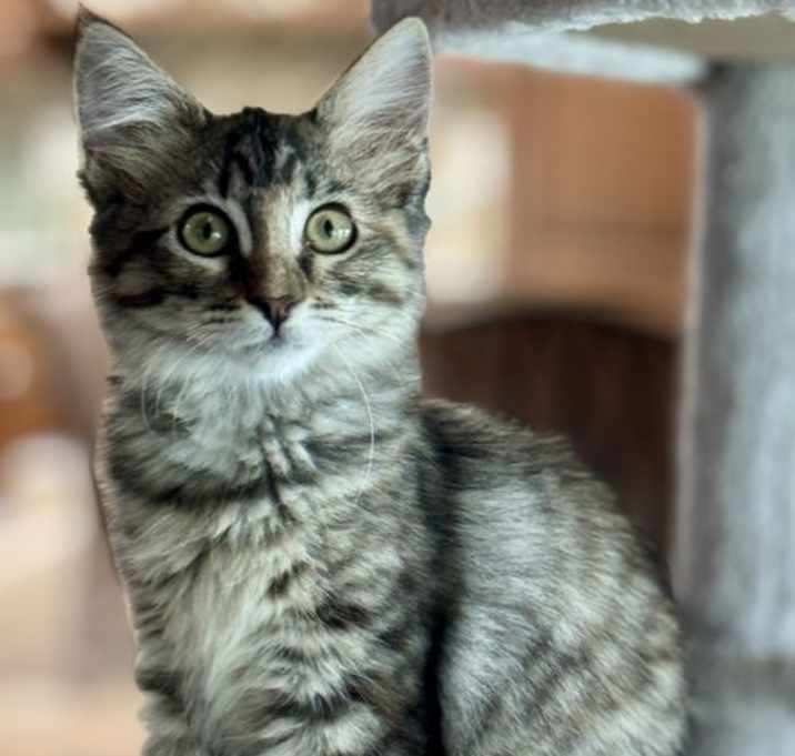 Photo of Fuzzy Wuzzy