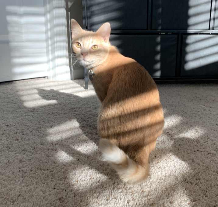 Photo of Nala