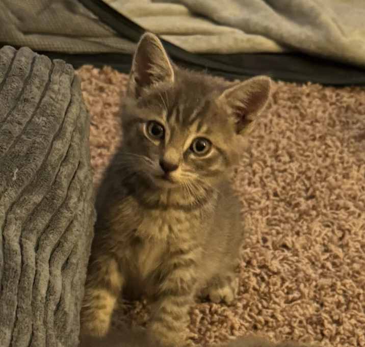 Photo of Lando