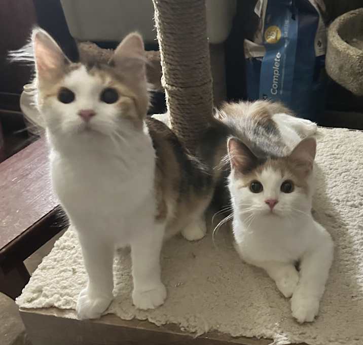 Photo of Creampuff
