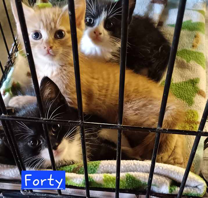 Photo of Forty