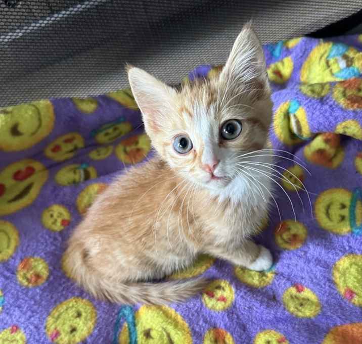 Photo of Ginger