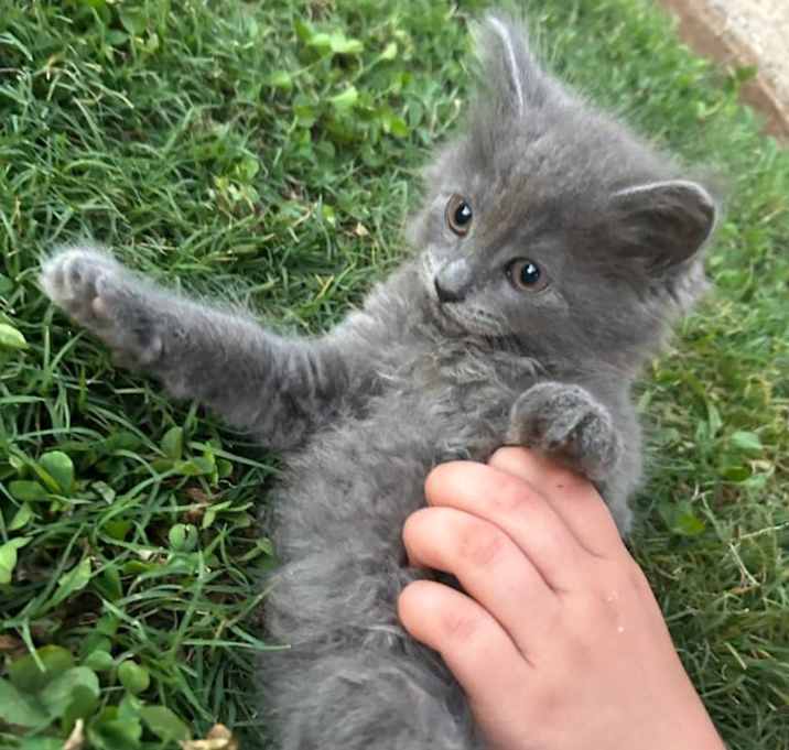 Photo of Smokey