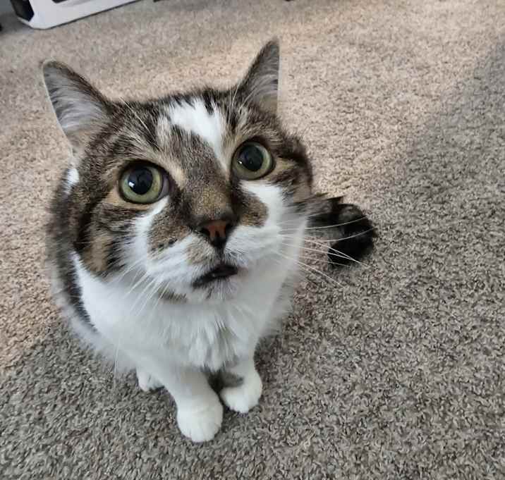 Photo of Frodo