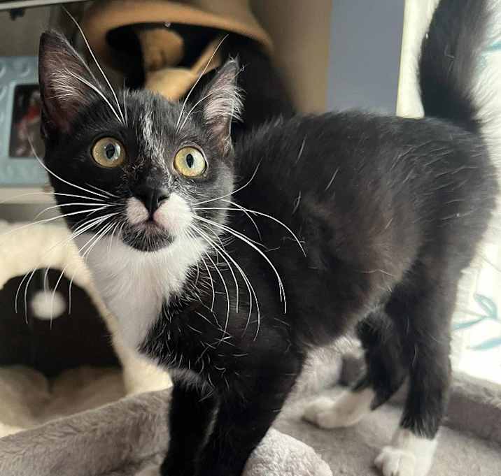 Photo of Muffin