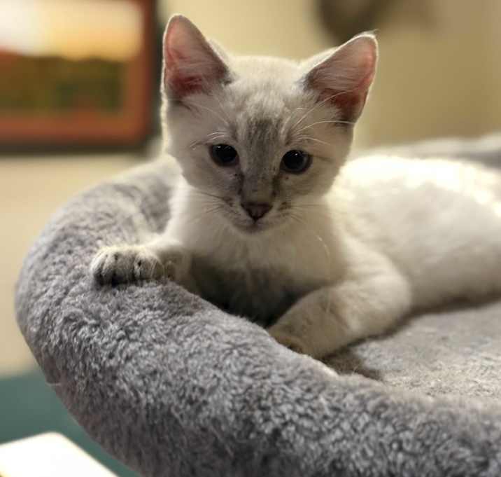 Photo of Muffin