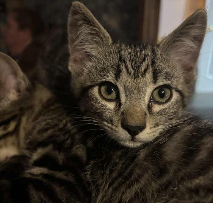 Photo of Poppy