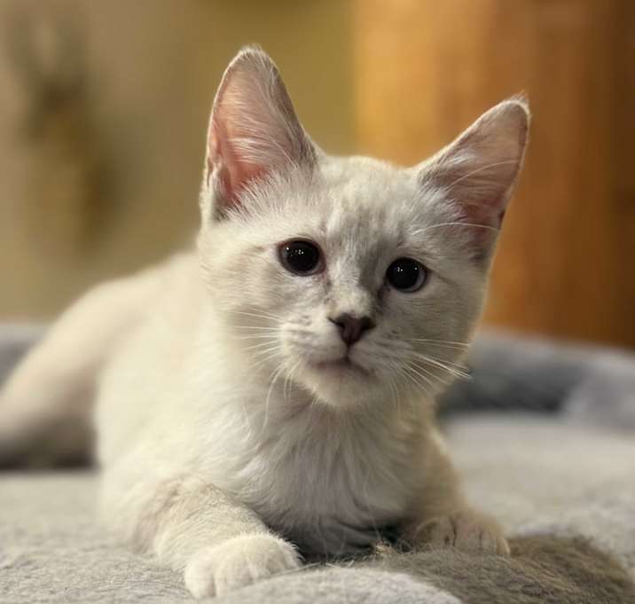 Photo of Croissant