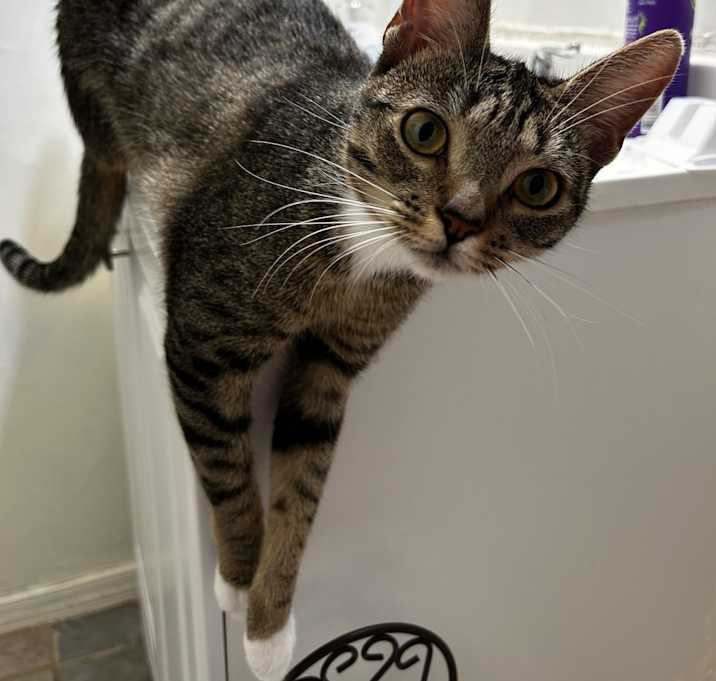 Photo of Nala