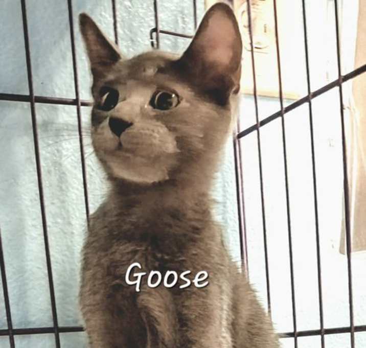 Photo of Goose #Whiskered-Sidekick